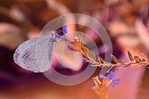 Leptosia nina, theÂ psyche, is a smallÂ butterflyÂ sitting on flower, beautiful insect in the nature habitat.